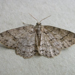 The Engrailed (Ectropis crepuscularia)