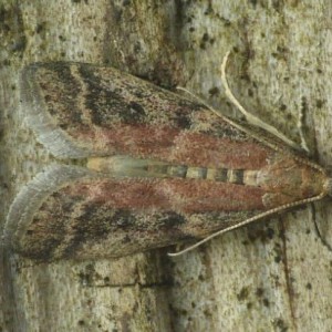 (Ephestia woodiella)