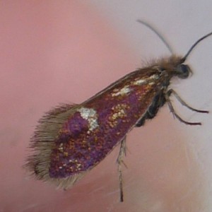 (Eriocrania unimaculella)