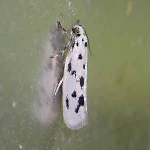 (Ethmia dodecea)