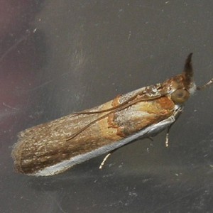 (Etiella zinckenella)