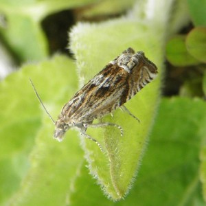 (Eucosma aspidiscana)