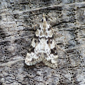 (Eudonia delunella)