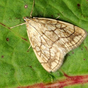 (Evergestis pallidata)