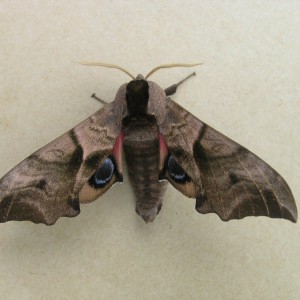 Eyed Hawk-moth (Smerinthus ocellata)