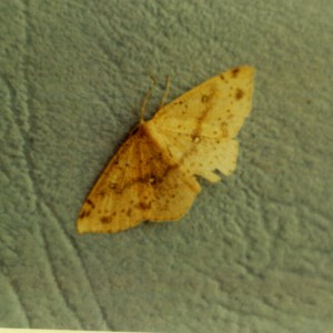 False Mocha (Cyclophora porata)