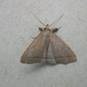 The Fan-foot (Herminia tarsipennalis)