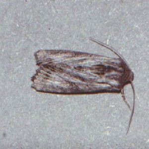 Feathered Brindle (Aporophyla australis)