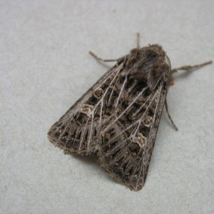 Feathered Gothic (Tholera decimalis)