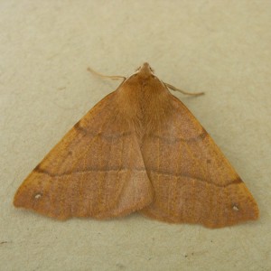 Feathered Thorn (Colotois pennaria)