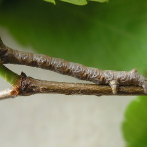 Feathered Thorn (Colotois pennaria)