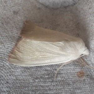 Fen Wainscot (Arenostola phragmitidis)