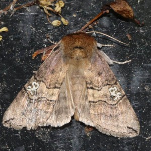 Figure of Eighty (Tethea ocularis)