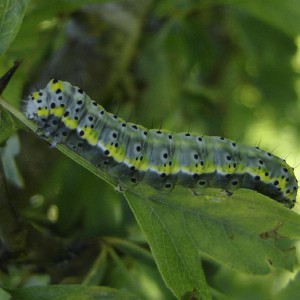 Figure of Eight (Diloba caeruleocephala)