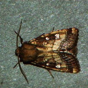 Fisher's Estuarine Moth (Gortyna borelii)