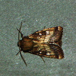Fisher's Estuarine Moth (Gortyna borelii)