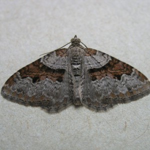 Flame Carpet (Xanthorhoe designata)