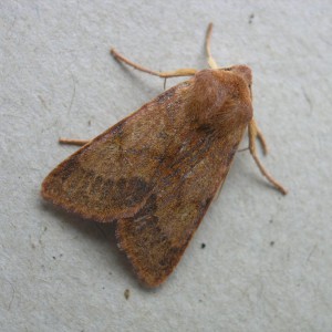 Flounced Chestnut (Agrochola helvola)