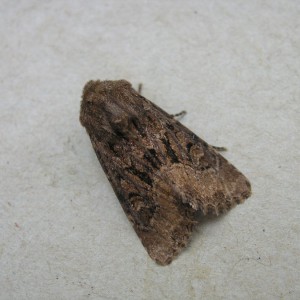 Flounced Rustic (Luperina testacea)