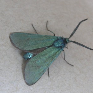 The Forester (Adscita statices)