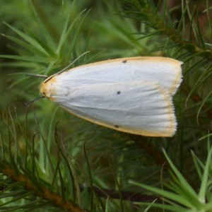 Four-dotted Footman (Cybosia mesomella)