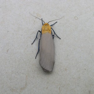 Four-spotted Footman (Lithosia quadra)