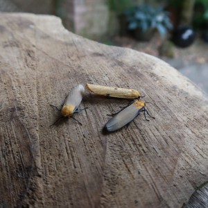 Four-spotted Footman (Lithosia quadra)