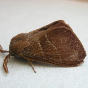 Fox Moth (Macrothylacia rubi)