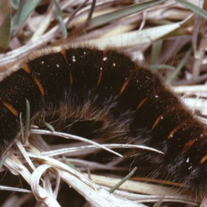 Fox Moth (Macrothylacia rubi)