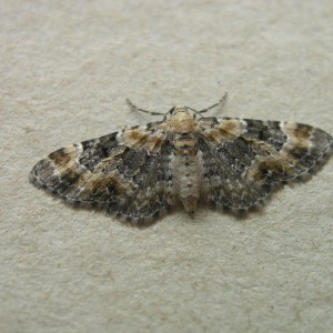 Foxglove Pug (Eupithecia pulchellata)