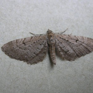 Freyer's Pug (Eupithecia intricata)