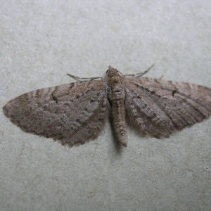 Freyer's Pug (Eupithecia intricata)