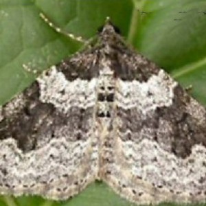 Garden Carpet (Xanthorhoe fluctuata)