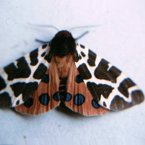 Garden Tiger (Arctia caja)