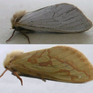 Ghost Moth (Hepialus humuli)