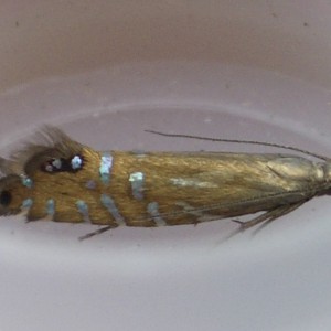 (Glyphipterix thrasonella)