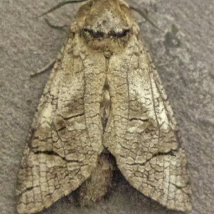 Goat Moth (Cossus cossus)