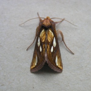 Gold Spot (Plusia festucae)