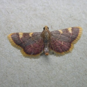 Gold Triangle (Hypsopygia costalis)