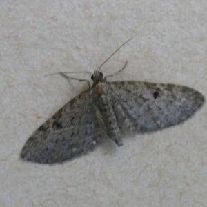 Golden-rod Pug (Eupithecia virgaureata)