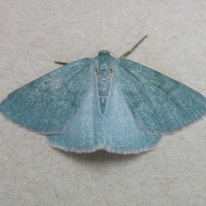 Grass Emerald (Pseudoterpna pruinata)