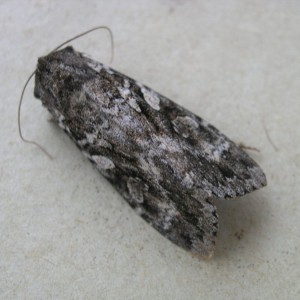 Great Brocade (Eurois occulta)