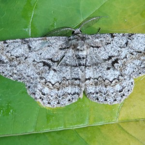 Great Oak Beauty (Hypomecis roboraria)