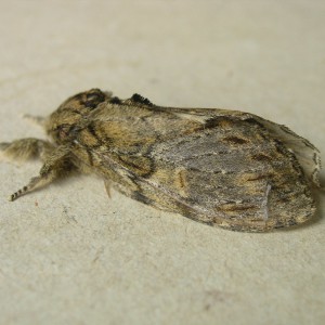 Great Prominent (Peridea anceps)