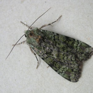 Green Arches (Anaplectoides prasina)