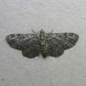 Green Pug (Pasiphila rectangulata)