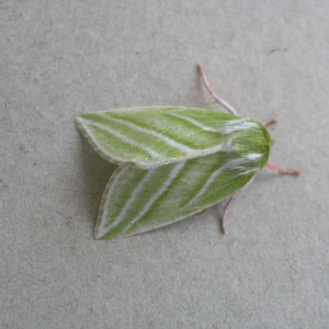 Green Silver-lines (Pseudoips prasinana)