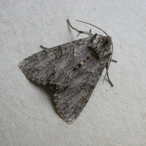 Grey Arches (Polia nebulosa)