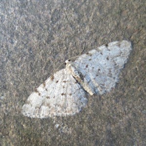 Grey Birch (Aethalura punctulata)