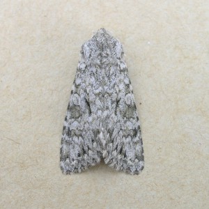 Grey Chi (Antitype chi)
